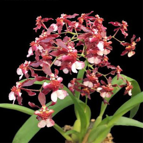 Oncidium Jairak Fragrant #284 Oncidium Jairak Fragrant #284